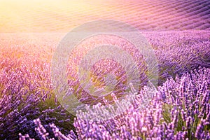 Sunny lavender field in Provence, Plateau de Valensole, France