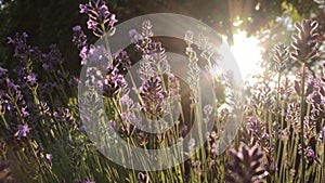 Sunny lavender photo
