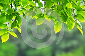 Sunny leaves on a treebranch