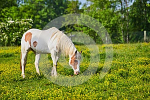 Sunny lighting on white and brown paint horse grazing in yellow field with forest background