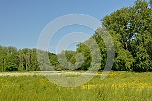 Sunny lush green marsh landscape with trees in the Flemish countryside. Spring, growth.