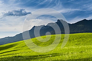 Sunny lush green meadow