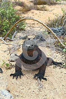 Sunny Marine Iguana