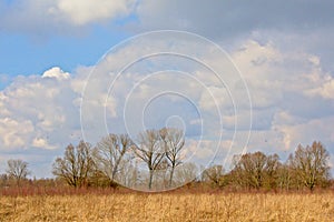 Sunny marsh landscape with reed and bare winter trees and big fluffy cumulus clouds