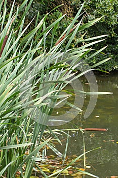 Sunny marsh or swamp with green reed purifying water
