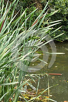 Sunny marsh or swamp with green reed purifying water photo