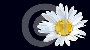 Sunny mayweed chamomile flower on the dark navy background