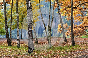 Sunny meadow in the autumn birch forest