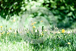 sunny meadow with dandellions and daisies photo