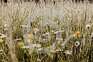 Sunny meadow in the early morning with growing tall grass and white flowers covered with dew drops