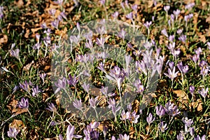 Sunny meadow with purple crocuses among dry foliage