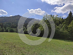 Sunny meadow in summertime, with blue skies and white clouds