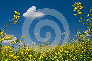 Sunny meadow with yellow