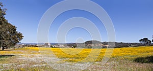 Sunny meadow with yellow flowers and village i