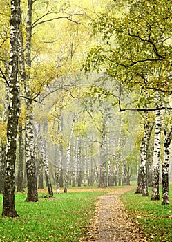 Sunny morning autumn mist in october birch grove