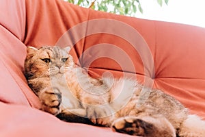 sunny morning, fluffy cat lies in the room on a pink soft sofa and rests