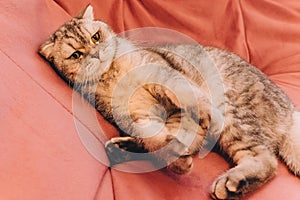 Sunny morning, fluffy cat lies in the room on a pink soft sofa and rests