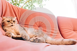 Sunny morning, fluffy cat lies in the room on a pink soft sofa and rests