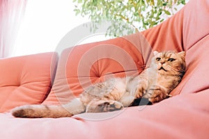 Sunny morning, fluffy cat lies in the room on a pink soft sofa and rests