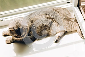 Sunny morning, a fluffy cat lies on the windowsill, the pet is basking in the sun