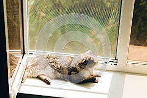 Sunny morning, a fluffy cat lies on the windowsill, the pet is basking in the sun