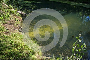 Sunny morning in the forest