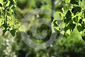 Sunny morning in the forest