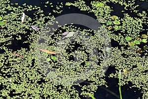 Sunny morning in the forest