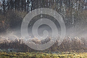 Sunny morning in a forest. It is winter and everything, plants are covered with rime. The meadow is in the fog