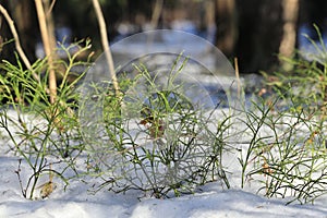 On a sunny morning, green blueberry shoots in the snow in spring