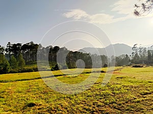 sunny morning indonesia Lembang, with pine trees photo