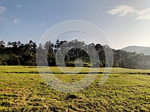 sunny morning indonesia Lembang, with pine trees photo