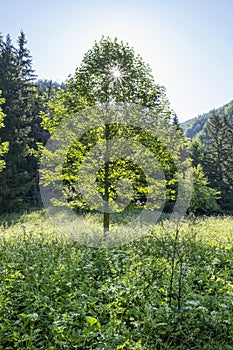 Slunečné ráno v Jánošík Holes, Malá Fatra, Slovensko