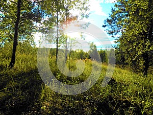 Sunny morning on the marge.