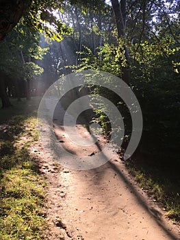 Sunny morning in park with godrays