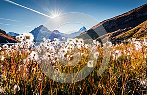 Sunny morning scene of Bachalp lake / Bachalpsee with feather grass flowers. Attractive autunm scene of Swiss alps, Grindelwald, B