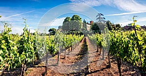 Sunny morning scene in vineyard in Tuscany. Splendid spring view of the Italian countryside, Siena location, Italy, Europe. Beauty