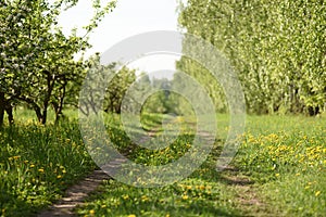 Sunny morning in spring orchard. Empty country road with green g