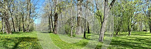 Sunny morning in a spring park. panorama