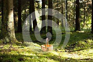 Sunny mushroom forest