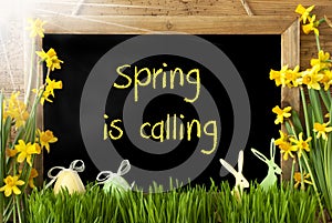 Sunny Narcissus, Easter Egg, Bunny, Text Spring Is Calling