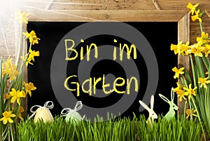 Sunny Narcissus, Egg, Bin Im Garten Means In The Garden