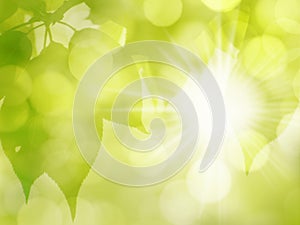 Green Sunny Leaves Nature Background in Spring and Summer