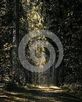 Sunny nature spotlight in evergreen forest. Moody naturepath leading to light. Vertical photo