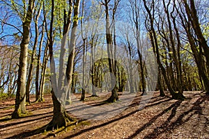 Sunny Norwegian spring forest