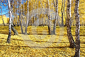 Sunny October day in the great birch forest