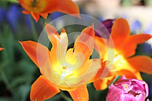 Sunny orange and yellow tulip