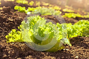 Sunny organic lettuce growing in the garden