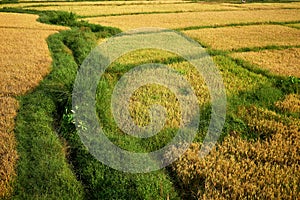 Sunny Paddy Field in Sammanthurai of Sri Lanka