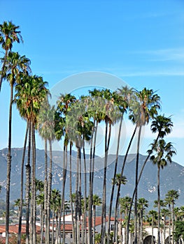 Sunny palm group in Santa Barbara, California